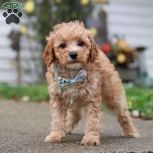 Rocky, Miniature Poodle Puppy